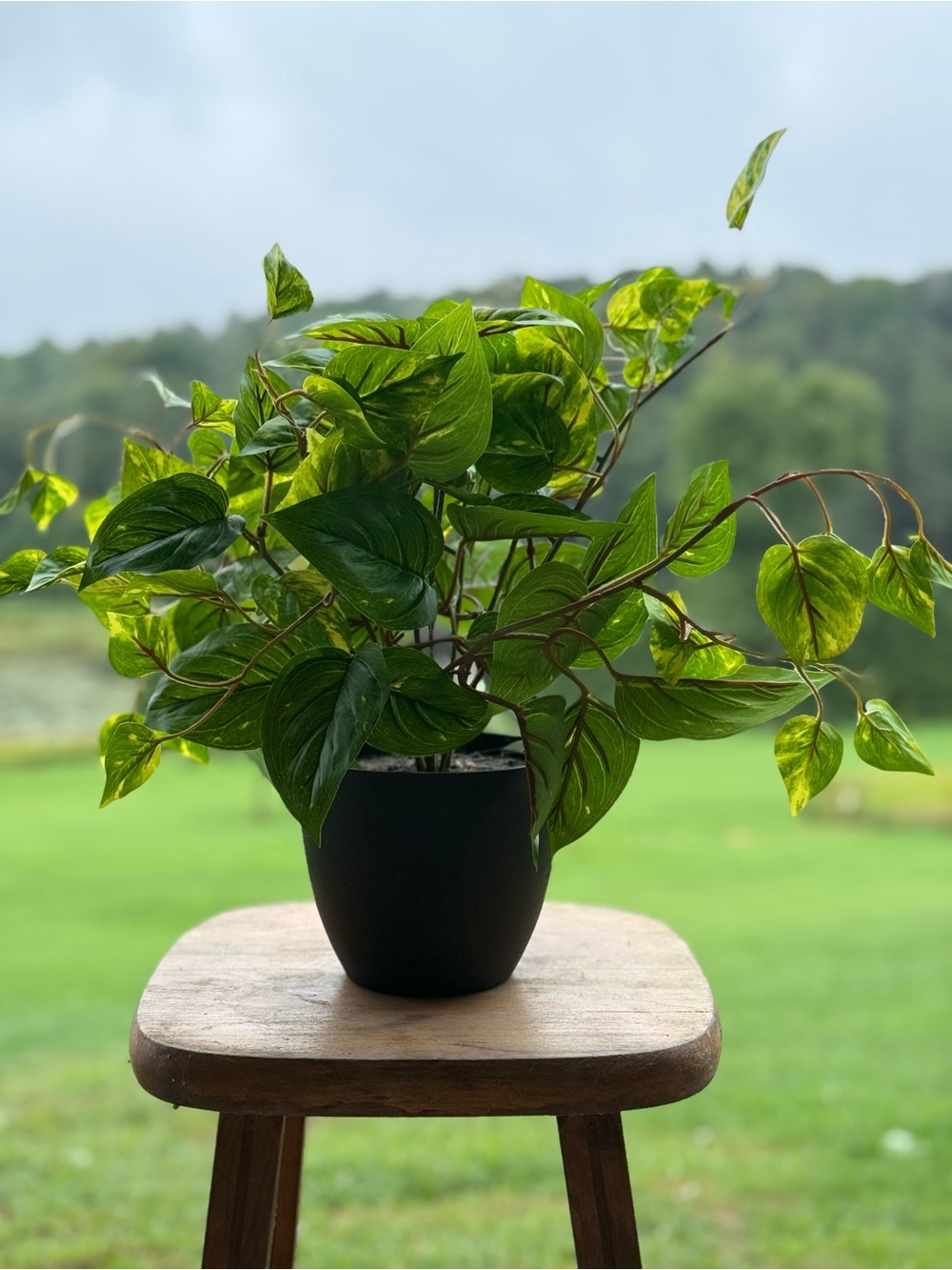 Faux Lush Green Pothos in Black Decorative Pot